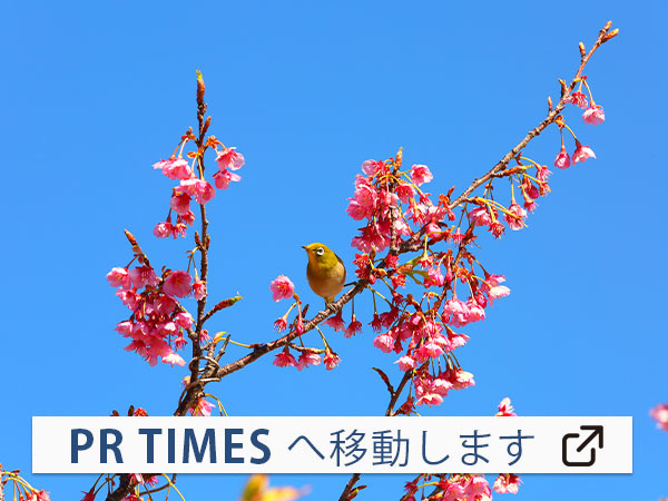 【土肥マリンホテル】真冬に花咲く土肥桜を楽しむ 一足早い春を訪ねて、早春の旅