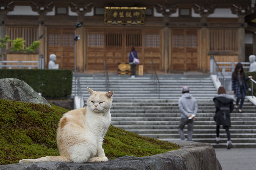 猫たちが穏やかに暮らすねこ寺としても有名「御誕生寺」
